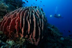 Atlantis Divers Dive Centre - Puerta Galera, Phillipines.